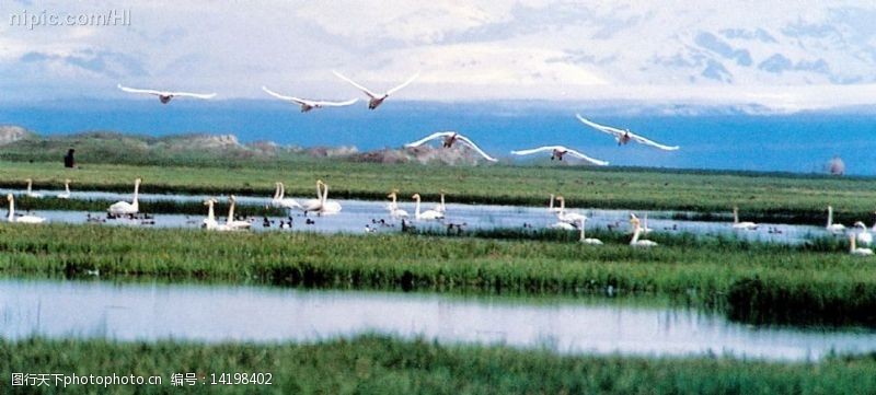 新疆风景天鹅湖图片